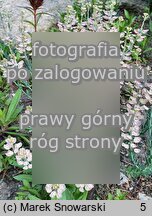 Aethionema grandiflorum (skrzydlinka wielkokwiatowa)