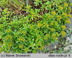 Phedimus kamtschaticus (rozchodnik kamczacki)