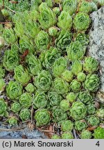 Sempervivum cantabricum