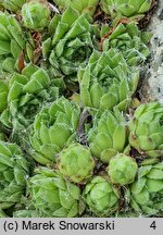 Sempervivum cantabricum