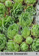 Sempervivum cantabricum