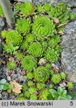 Sempervivum marmoreum (rojnik ćmy)