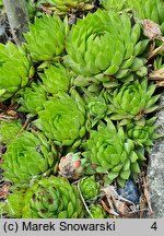 Sempervivum marmoreum (rojnik ćmy)