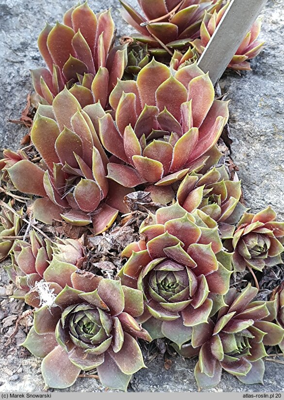 Sempervivum Othello