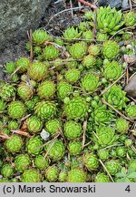 Sempervivum ×rupicola (rojnik skalny)