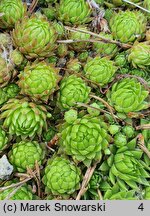 Sempervivum ×rupicola (rojnik skalny)