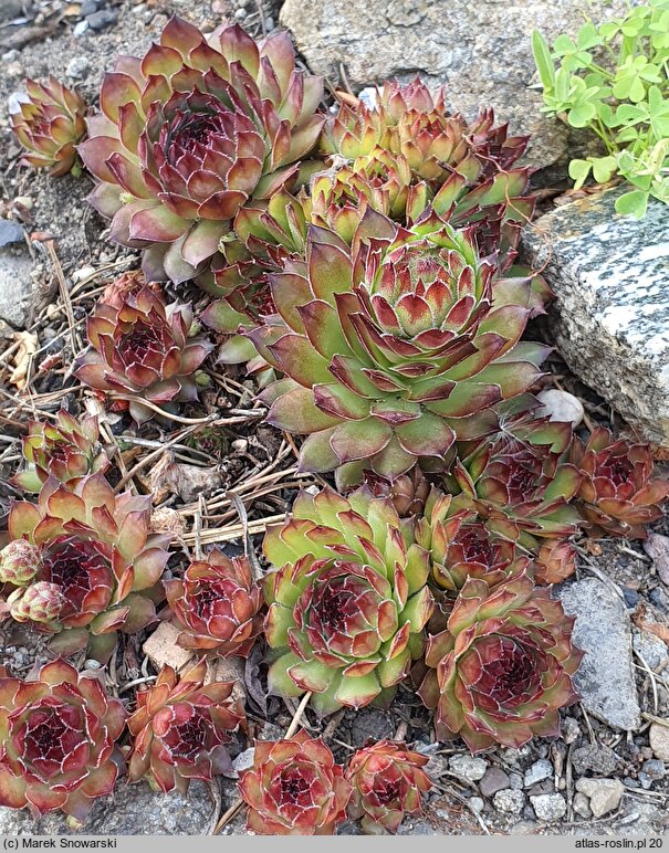 Sempervivum calcareum Grigg's Surprise