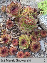 Sempervivum calcareum Grigg's Surprise