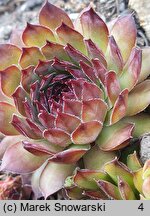 Sempervivum calcareum Grigg's Surprise