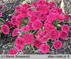 Dianthus Bicolor