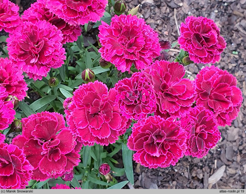 Dianthus Bicolor