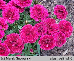 Dianthus Bicolor