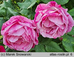 Rosa hort. Ferdinand Pichard