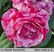 Rosa hort. Ferdinand Pichard