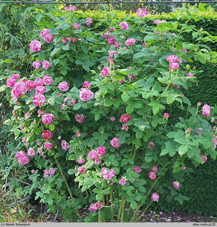 Rosa hort. Ferdinand Pichard