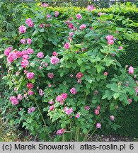 Rosa hort. Ferdinand Pichard