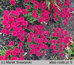 Dianthus Bicolor