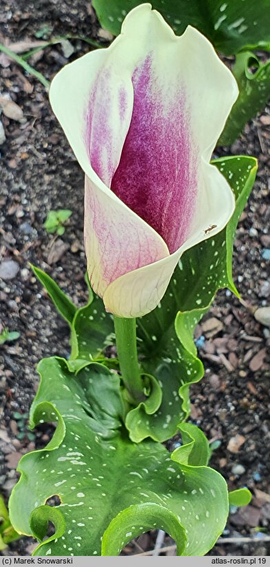 Zantedeschia Picasso