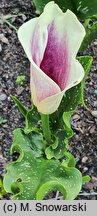 Zantedeschia Picasso