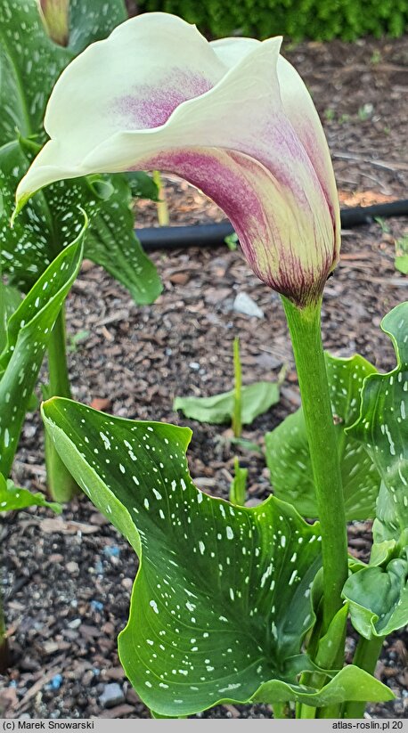 Zantedeschia Picasso