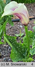 Zantedeschia Picasso