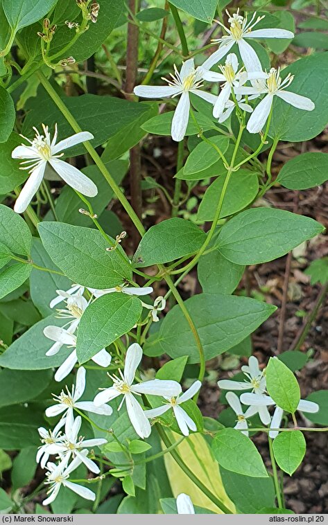 Clematis hirsutissima