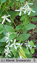 Clematis hirsutissima