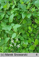 Clematis hirsutissima