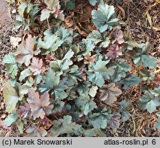 Heuchera Chocolate Ruffles