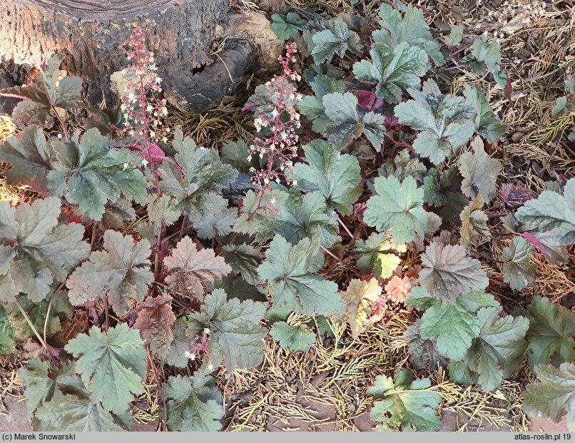 Heuchera Chocolate Ruffles