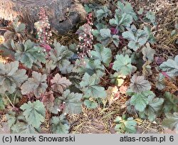 Heuchera Chocolate Ruffles