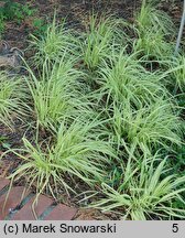 Molinia arundinacea Variegata