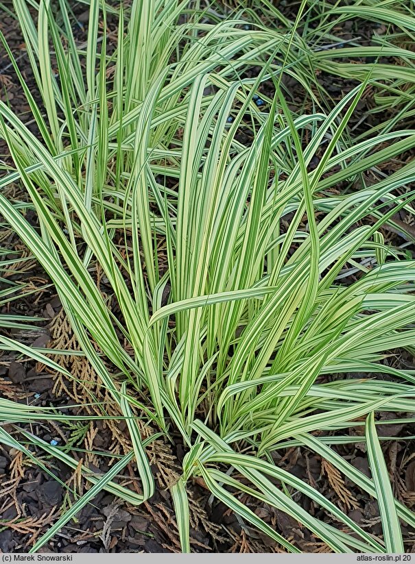 Molinia arundinacea Variegata