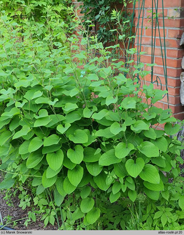 Smilax lasioneura