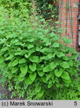 Smilax lasioneura