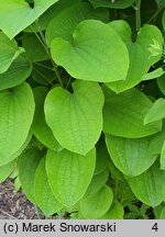 Smilax lasioneura