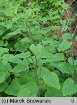 Smilax lasioneura