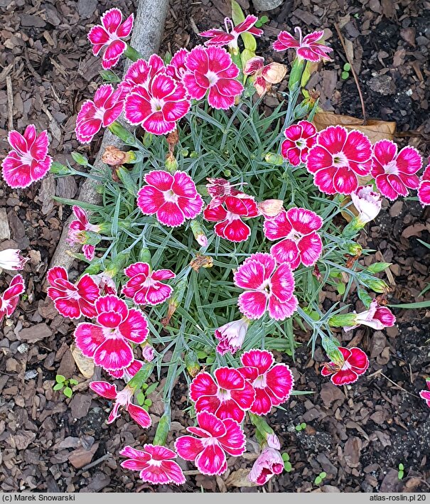 Dianthus Flutterburst