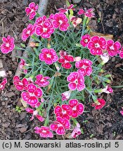 Dianthus Flutterburst