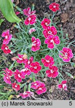 Dianthus Flutterburst