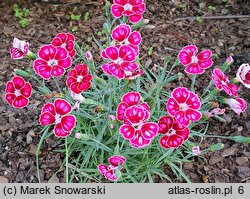 Dianthus Flutterburst