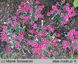 Dianthus Flutterburst