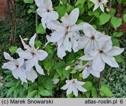 Clematis Beautiful Bride