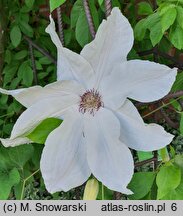 Clematis Beautiful Bride