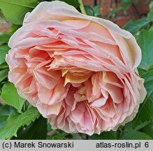Rosa hort. Gloire de Dijon