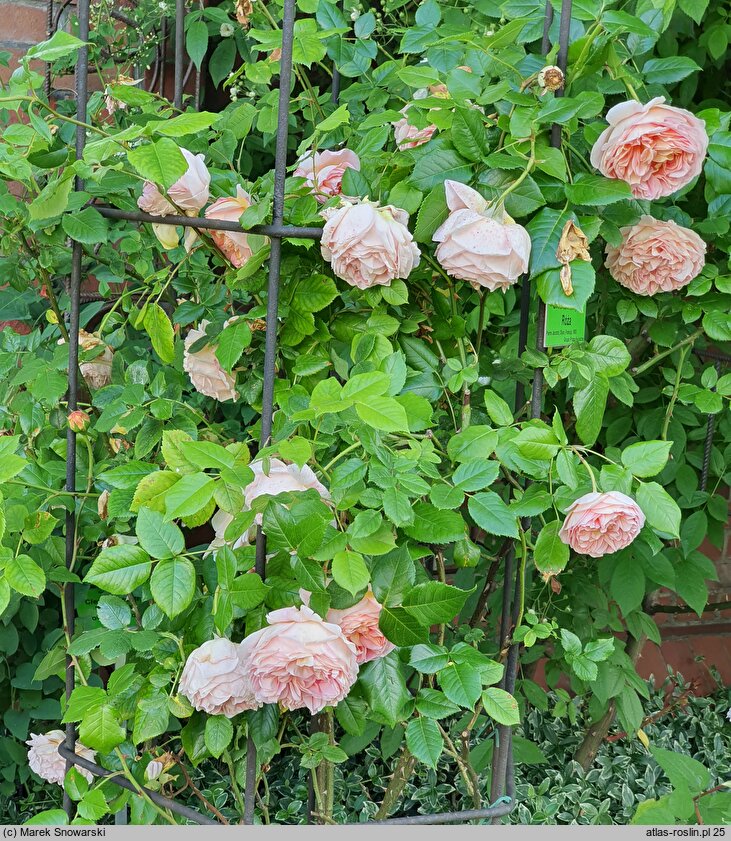 Rosa hort. Gloire de Dijon