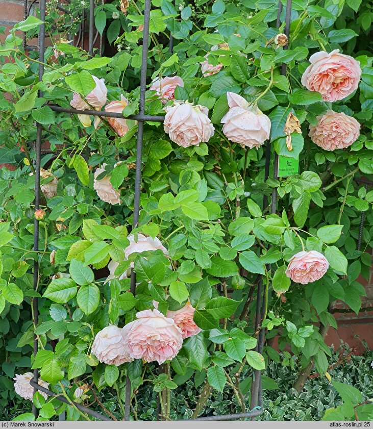 Rosa Gloire de Dijon