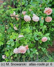 Rosa hort. Gloire de Dijon