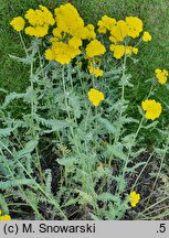 Achillea Moonshine