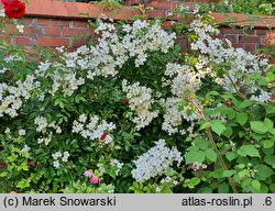 Rosa lucieae (róża Wichury)